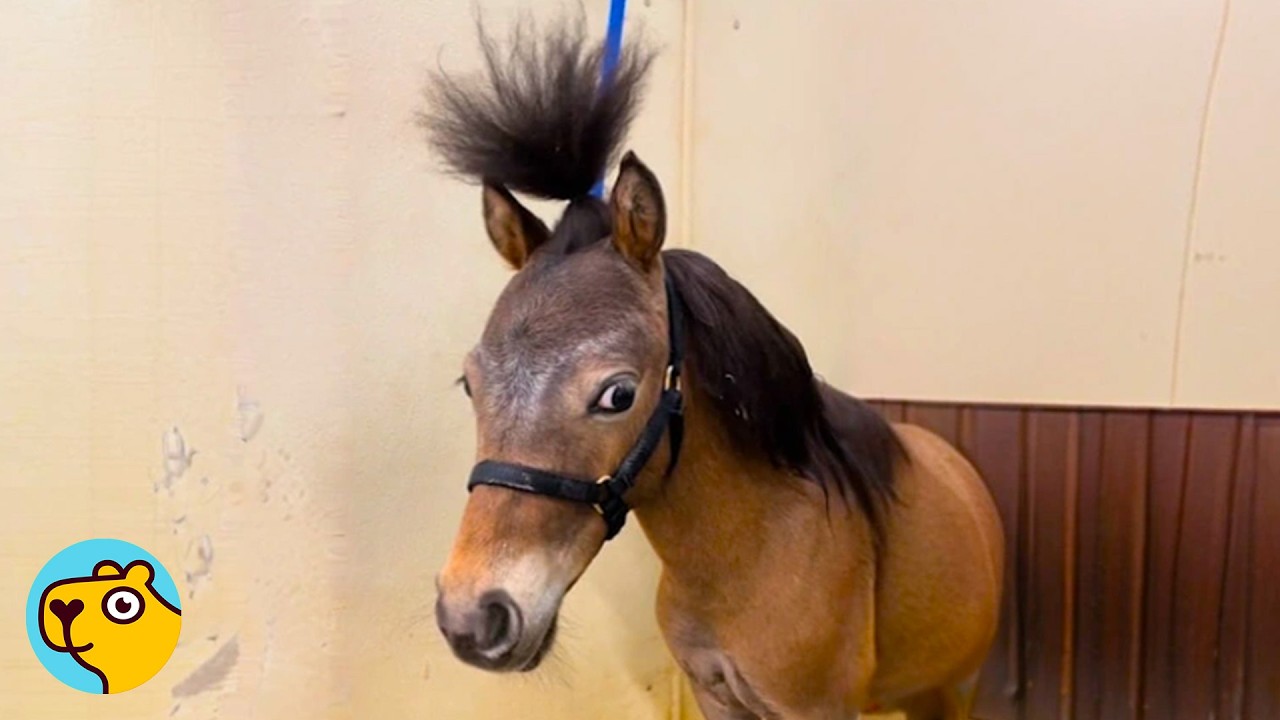 Naughty Mini Horse Makes Owner Laugh Every Day
