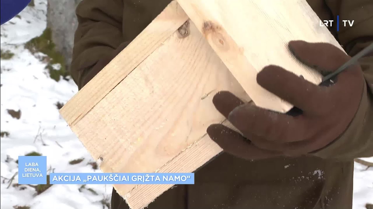 Specialisto patarimai, kaip teisingai sukurti namus paukščiams: jei iškeliame inkilą, turime jį ir p