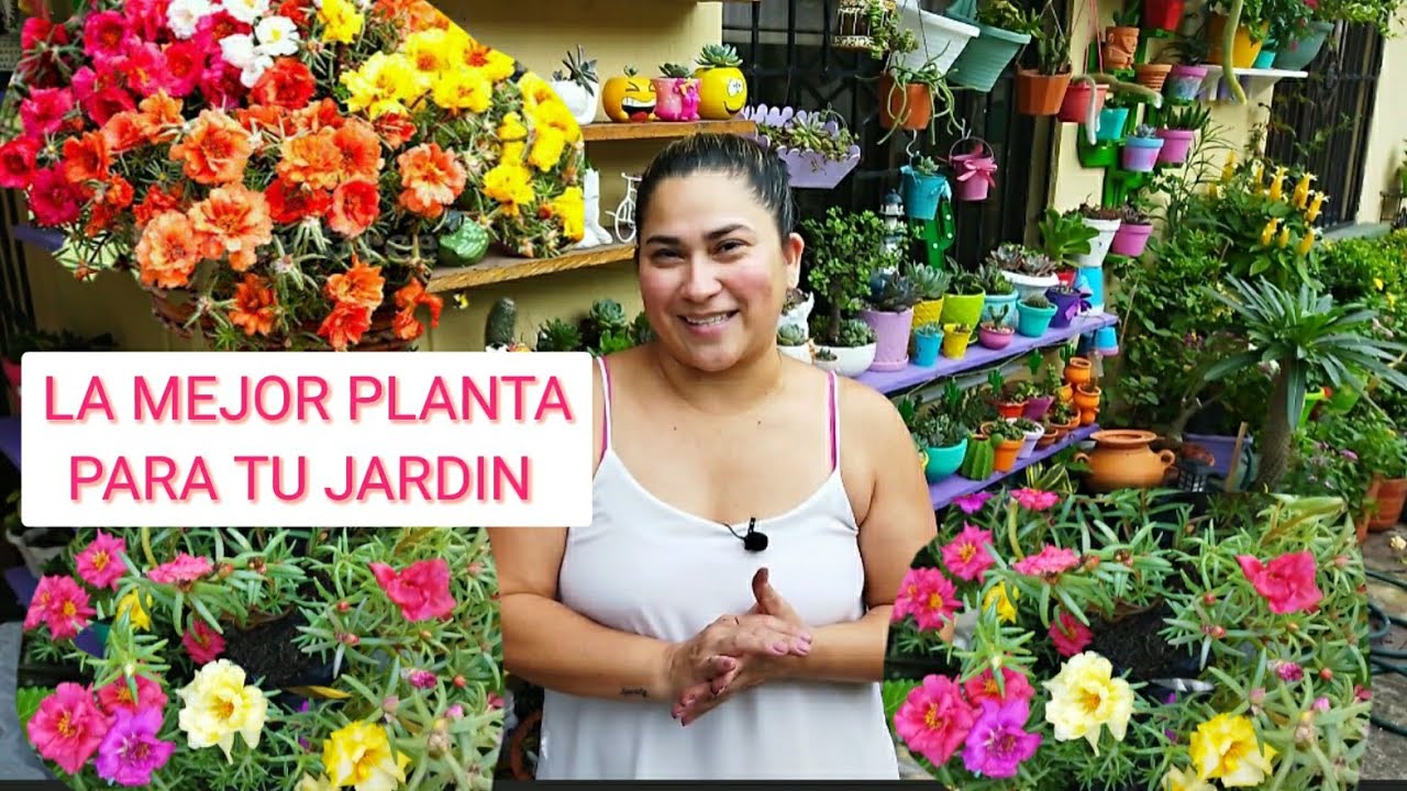ESTA PLANTA REVIENTA EN FLORES CON EL SOL