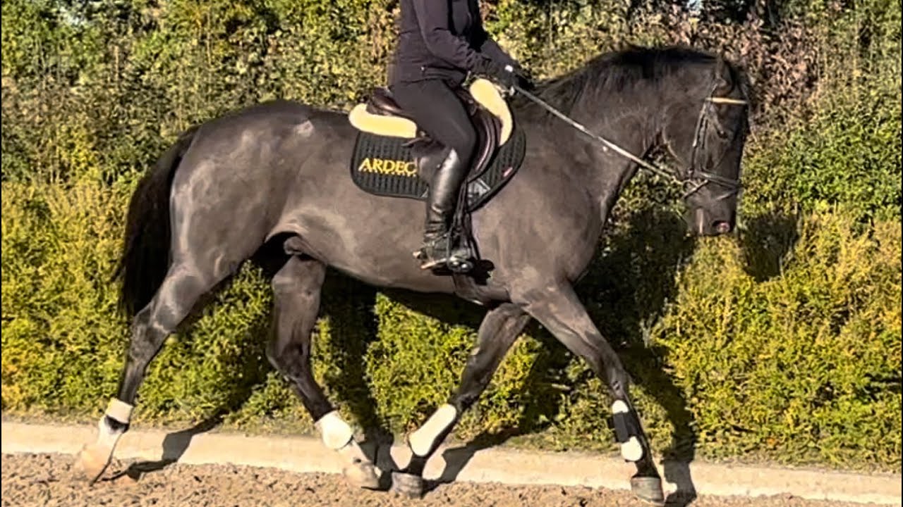 5yr old Orestus gelding