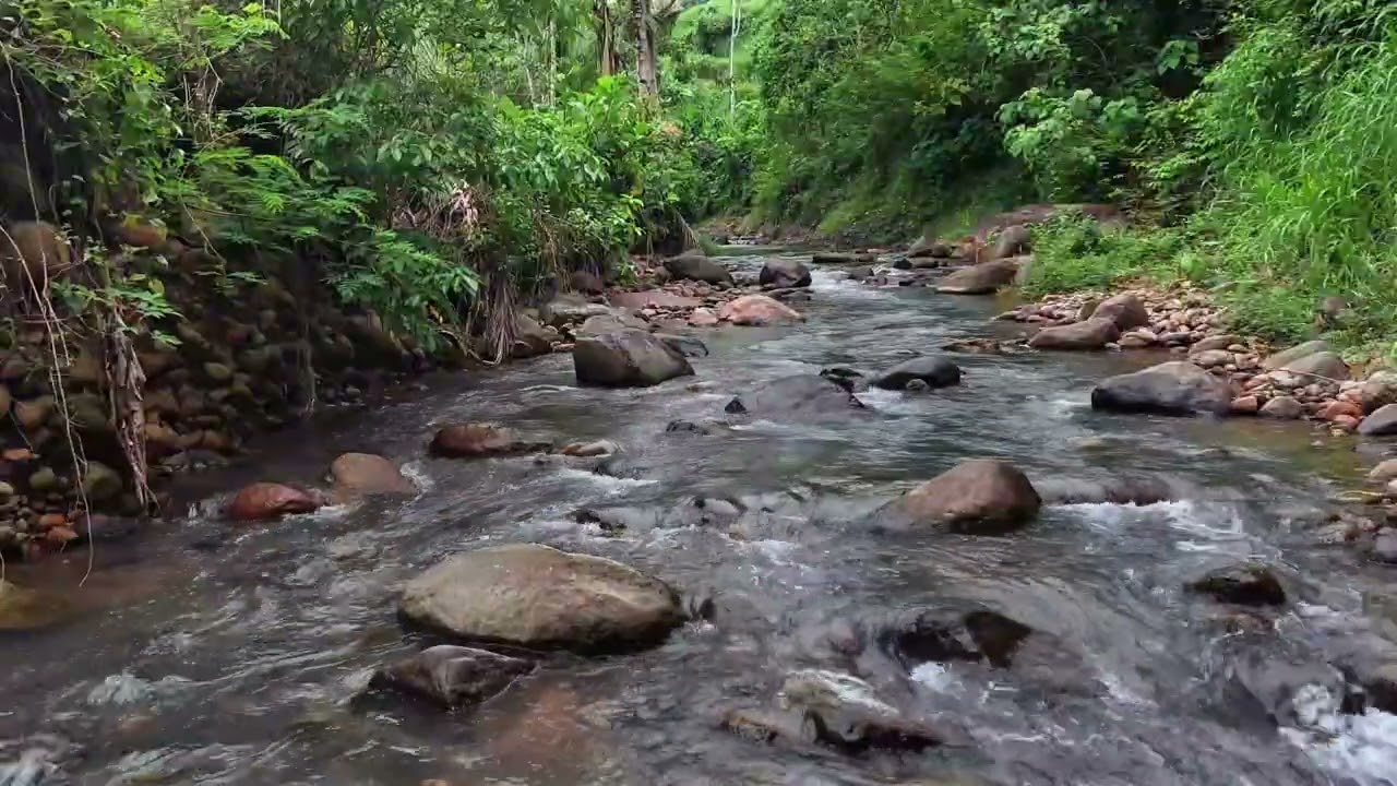 Calm Jungle River with Natural Flowing Water for Better Sleep