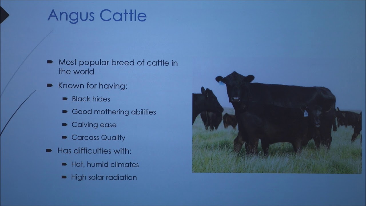 Comparing Bos taurus and Bos Indicus cattle (2018)