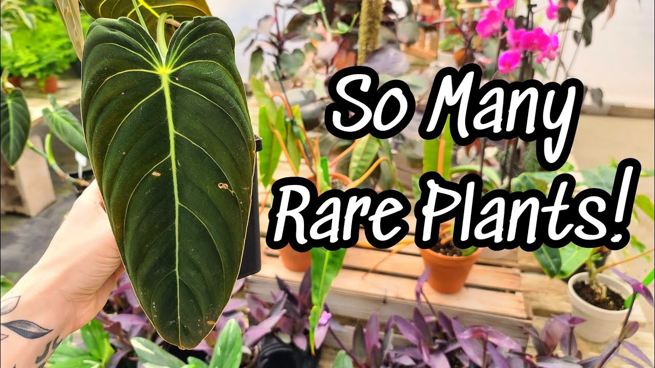 GORGEOUS RARE PLANTS!! 😍 Plant Shopping at Dietrich Garden's in Chesire, CT with David!! 🌿