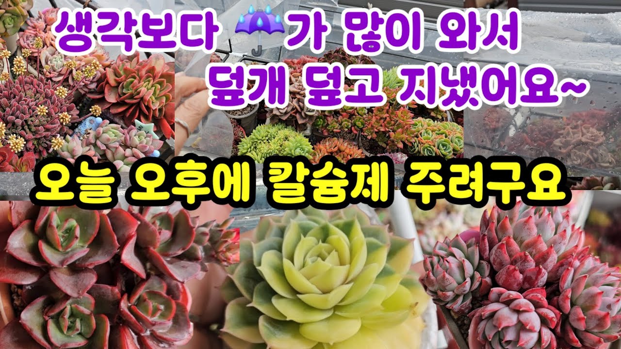 다육이 키우기 약물주기 딱 좋은날 🌸비오고 흐린날 덮개 덮길 잘했다요 ~😆