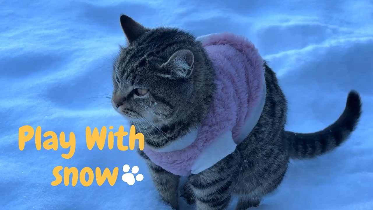 Snowfall Season Bring My Kittens to play.