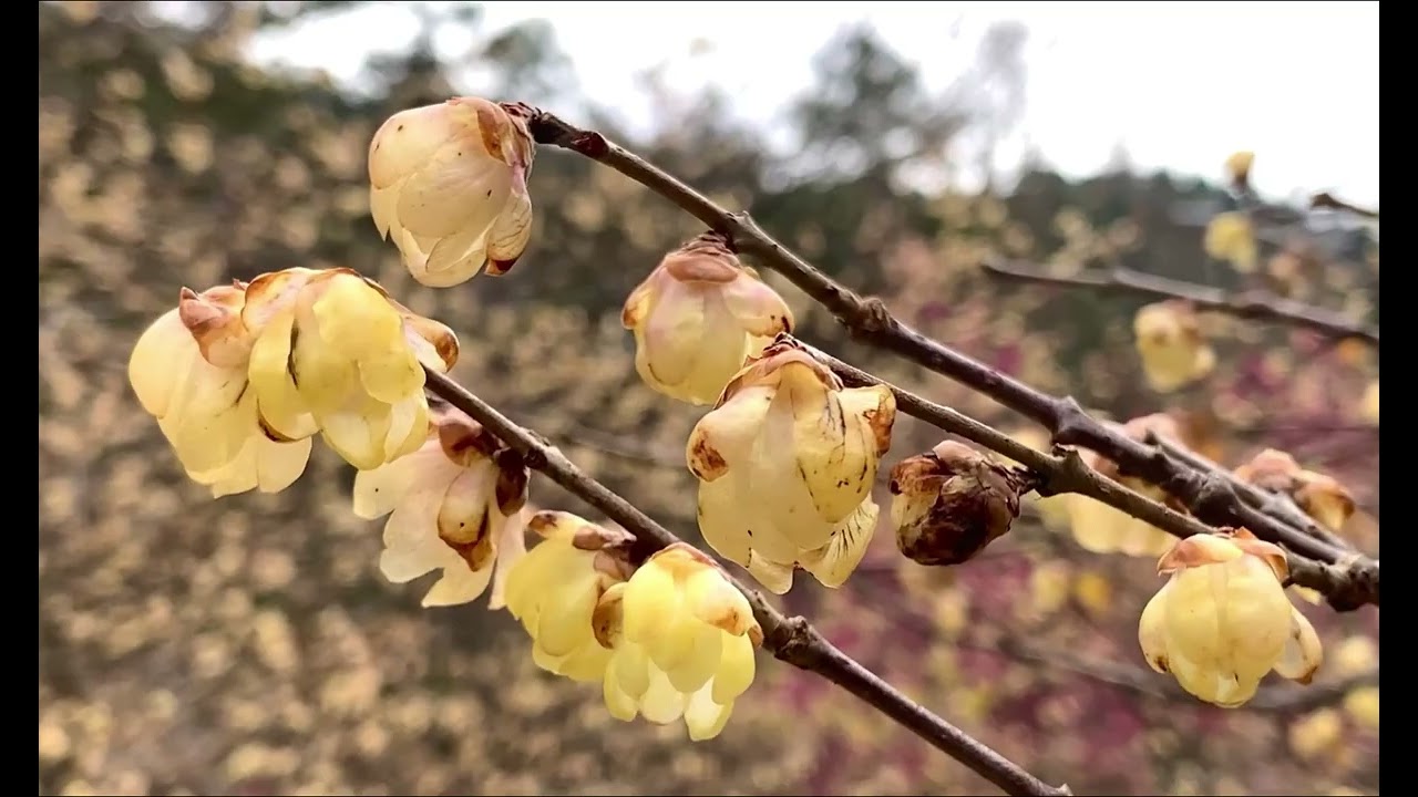 戀戀武陵農場·繽紛冬景｜白梅、紅梅、黃梅（臘梅）…等稀有品種的梅花