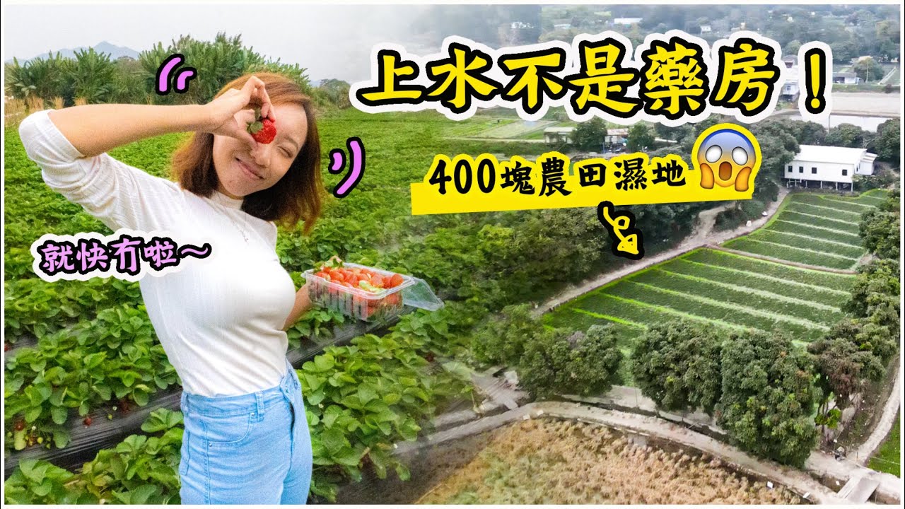 【沒行李！】上水單車一日遊｜即摘即食士多啤梨🍓｜大水管 塱原濕地 羅太豆腐花 上水農場