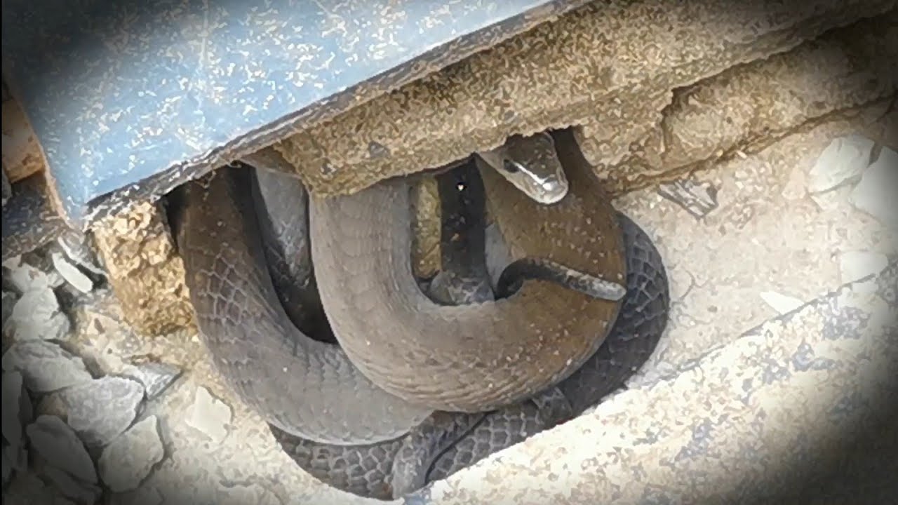 BLACK MAMBA at a residential property in Reservoir Hills, Durban, South Africa.