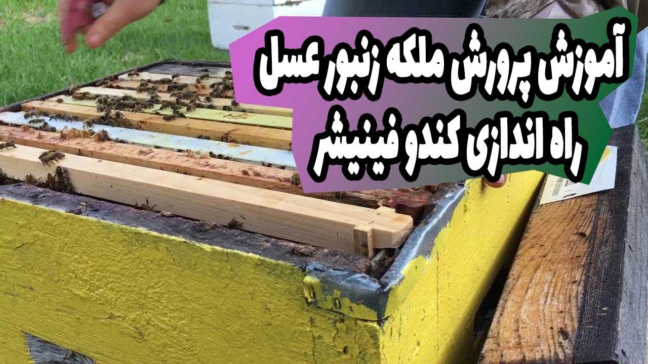 آموزش پرورش ملکه زنبور عسل و راه اندازی کندو فینیشر Queen bee breeding education