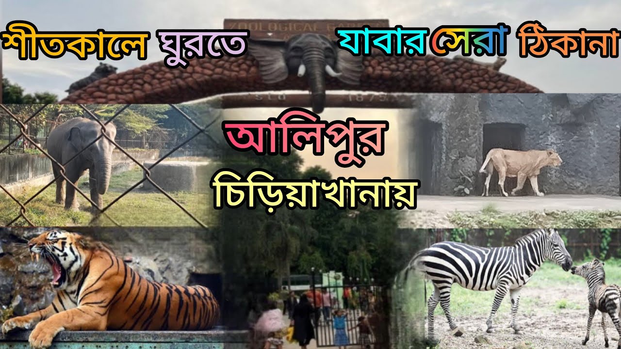 শীতকালে পশুপাখি মধ্যে পিকনিক করা সেরা জায়গা ।Kolkata Alipur zoo 2026 