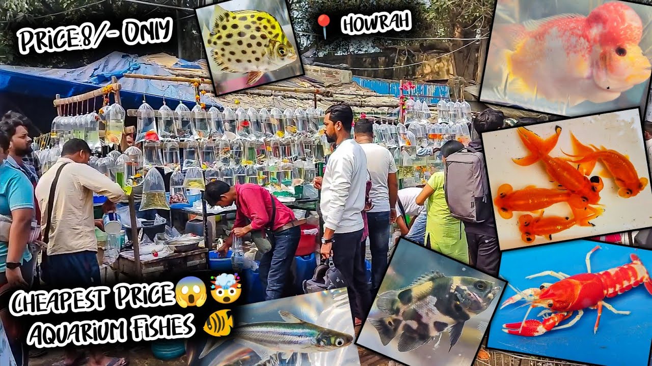 Fish Market | Galiff Street Fish Market Kolkata | Cheap Price | Recent Aquarium Fish Price Update