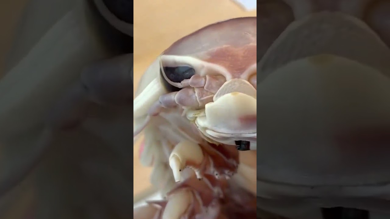 Shocking Truth About the Giant Pillbug 