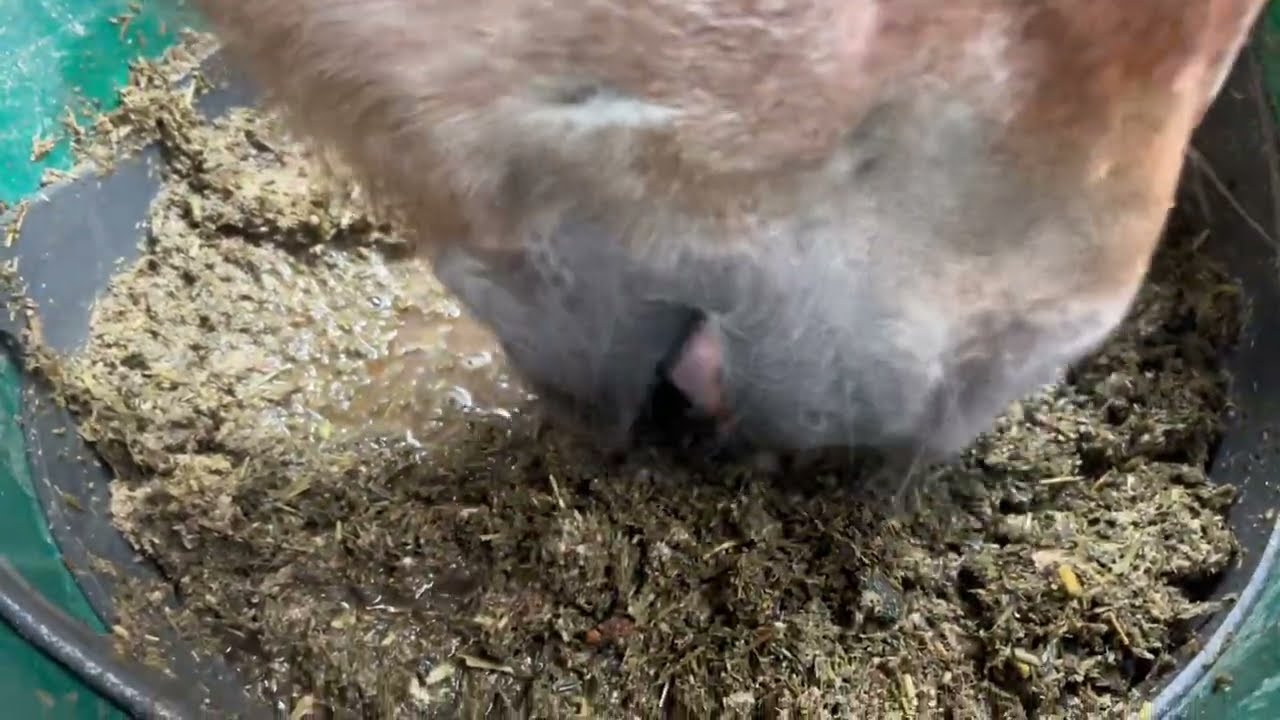 Pferd isst Heucops. Asmr no speaking eating Horse. #asmr #asmreating #asmrfood #asmranimal #relaxing