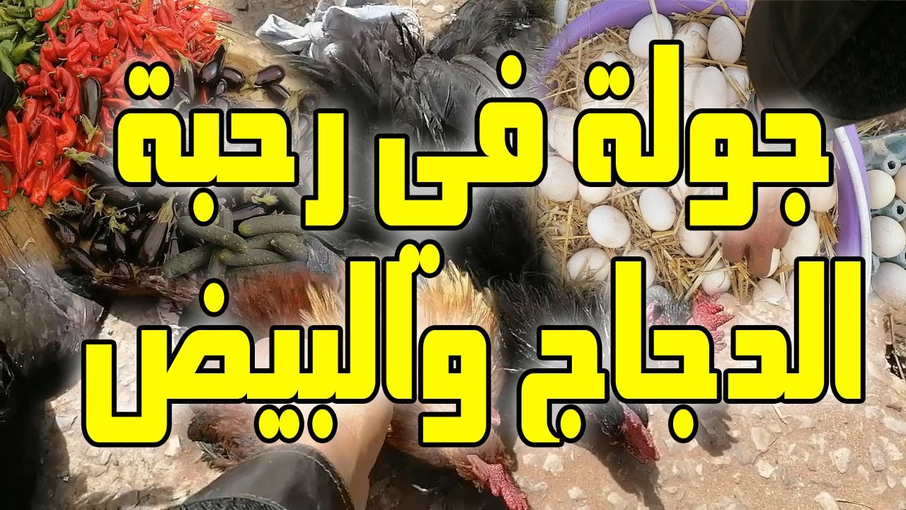زيارة للسوق الأسبوعي سيدي الطيبي وتعرفنا على أسعار الدجاج والبيض والأرانب والخضر واشترينا الصيصان