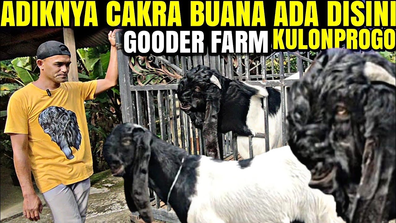 REVIEW MATERI KONTES...!!! KAMBING PE KALIGESING GOODER FARM
