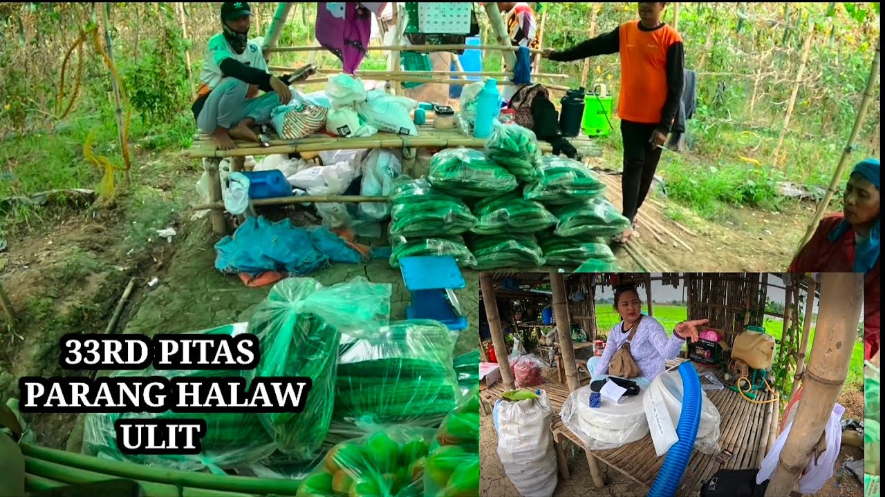 33RD PITAS SA AMPALAYA PARANG HALAW ULIT ,NAMILI TAYO NG MGA HOSE
