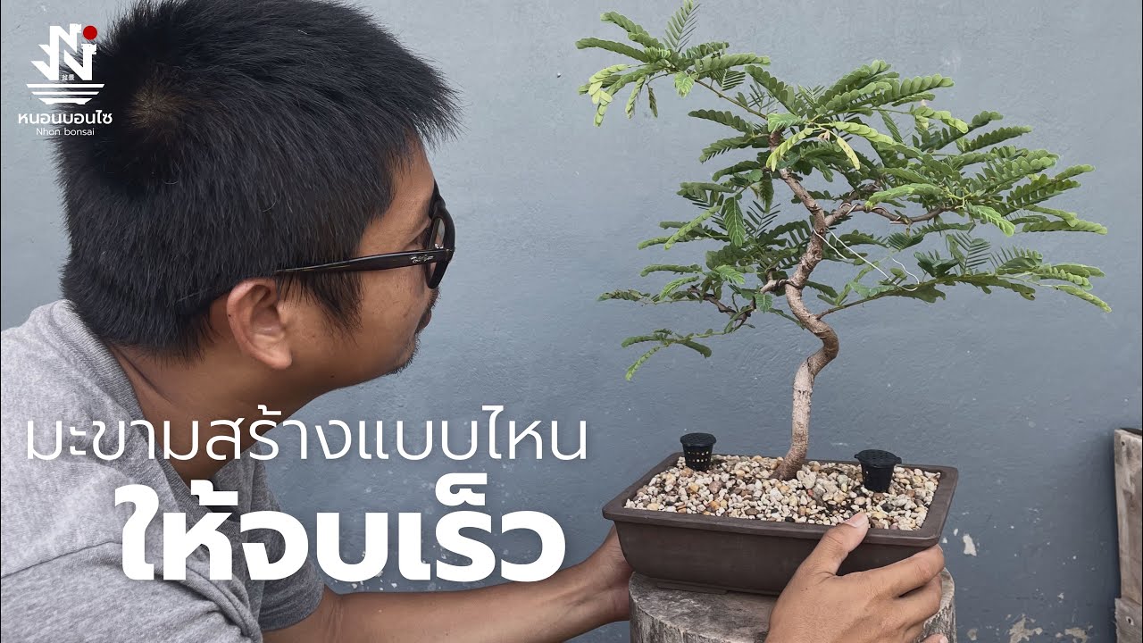 บอนไซมะขามสร้างแบบไหนให้จบเร็ว