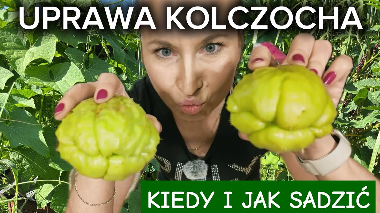 Когда и как сажать чайот? Полное пошаговое руководство!