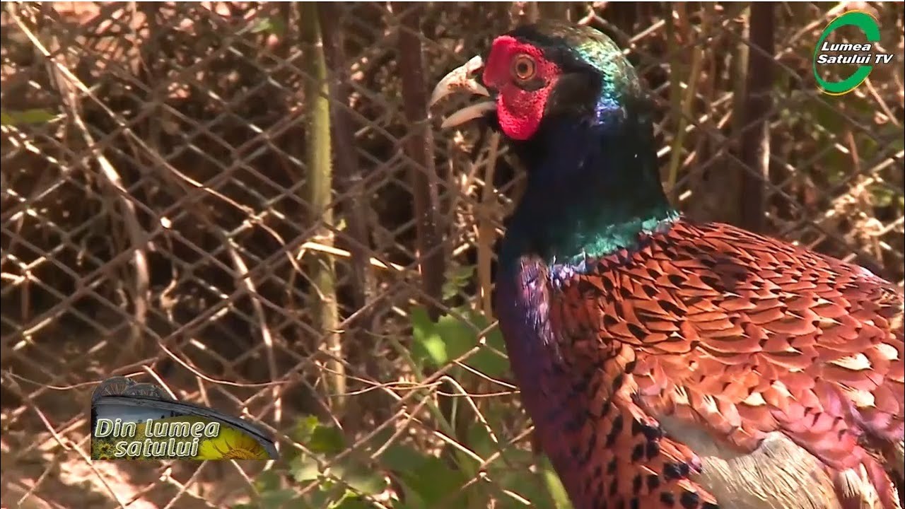 Care sunt calitățile unui fazan de tir
