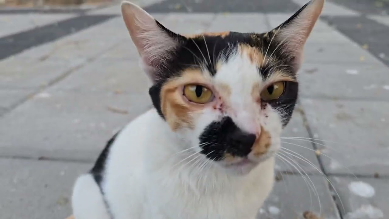 Kommodo's Cats and Calves. Lumphini Park