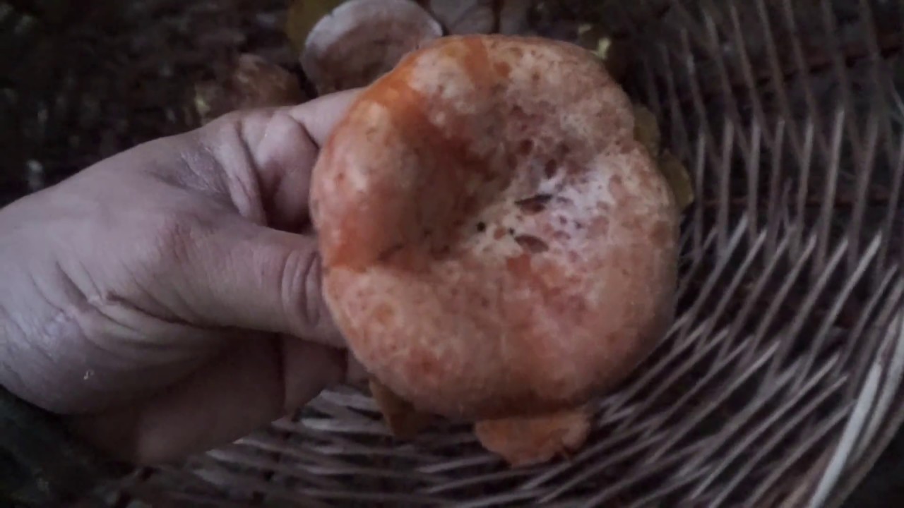 Salida a por setas, cogiendo boletus viscosos y los primeros nícalos o revollones de la temporada !!
