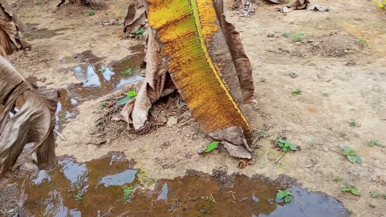 আজকে বাগানে পানি দিলাম,,, 🌱🌱🌱