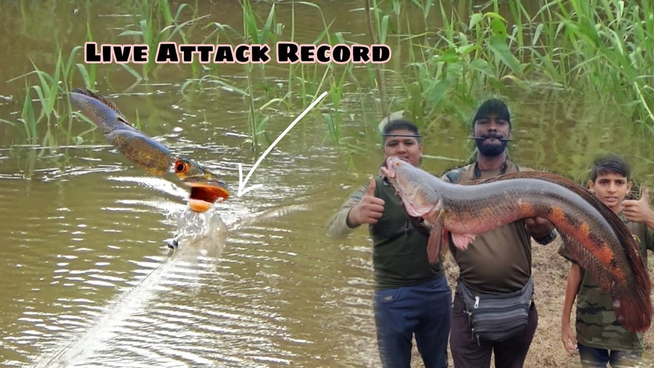 Muddy Water Giant Live Attack Tiger Snakehead & Kabra snakehead Adventure 2024 #snakeheadfish