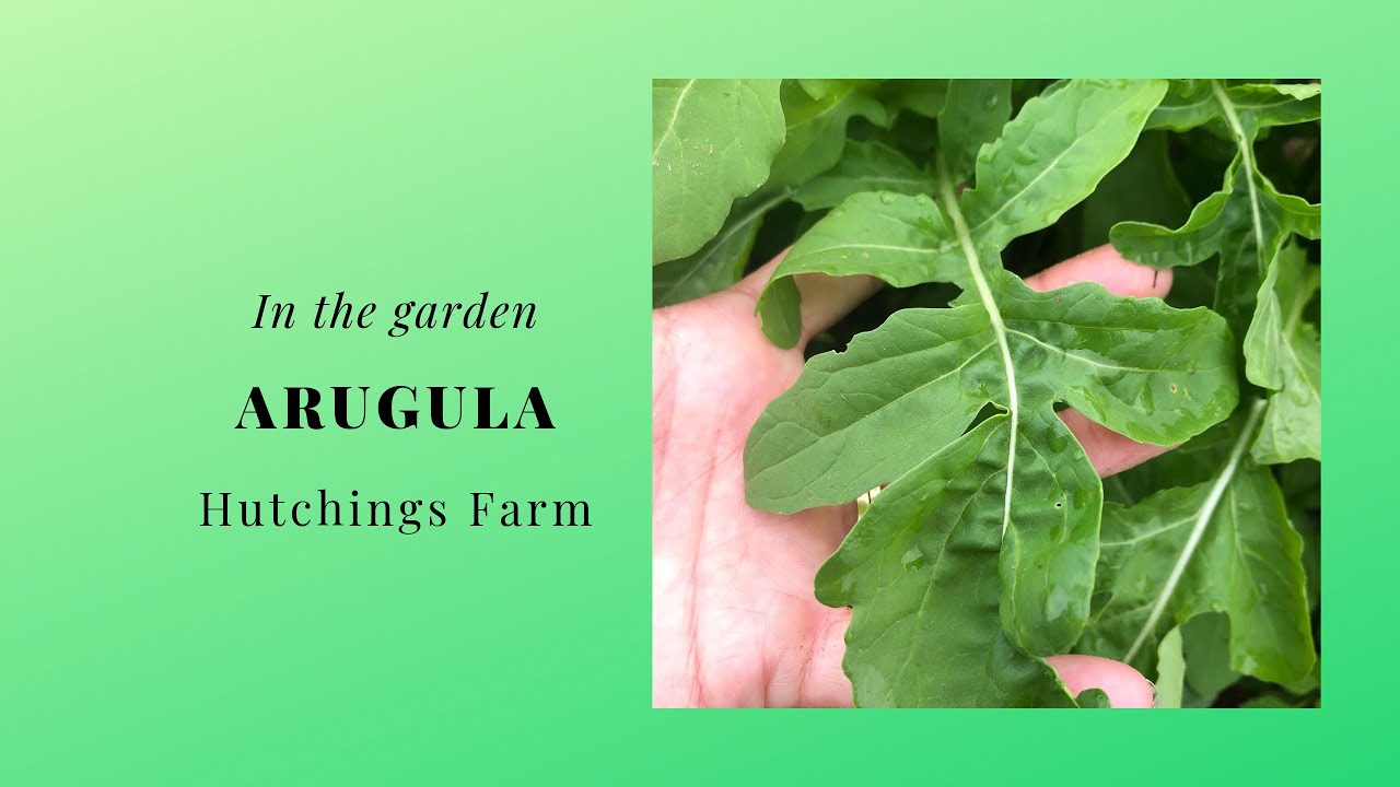 How to identify Arugula in my garden.