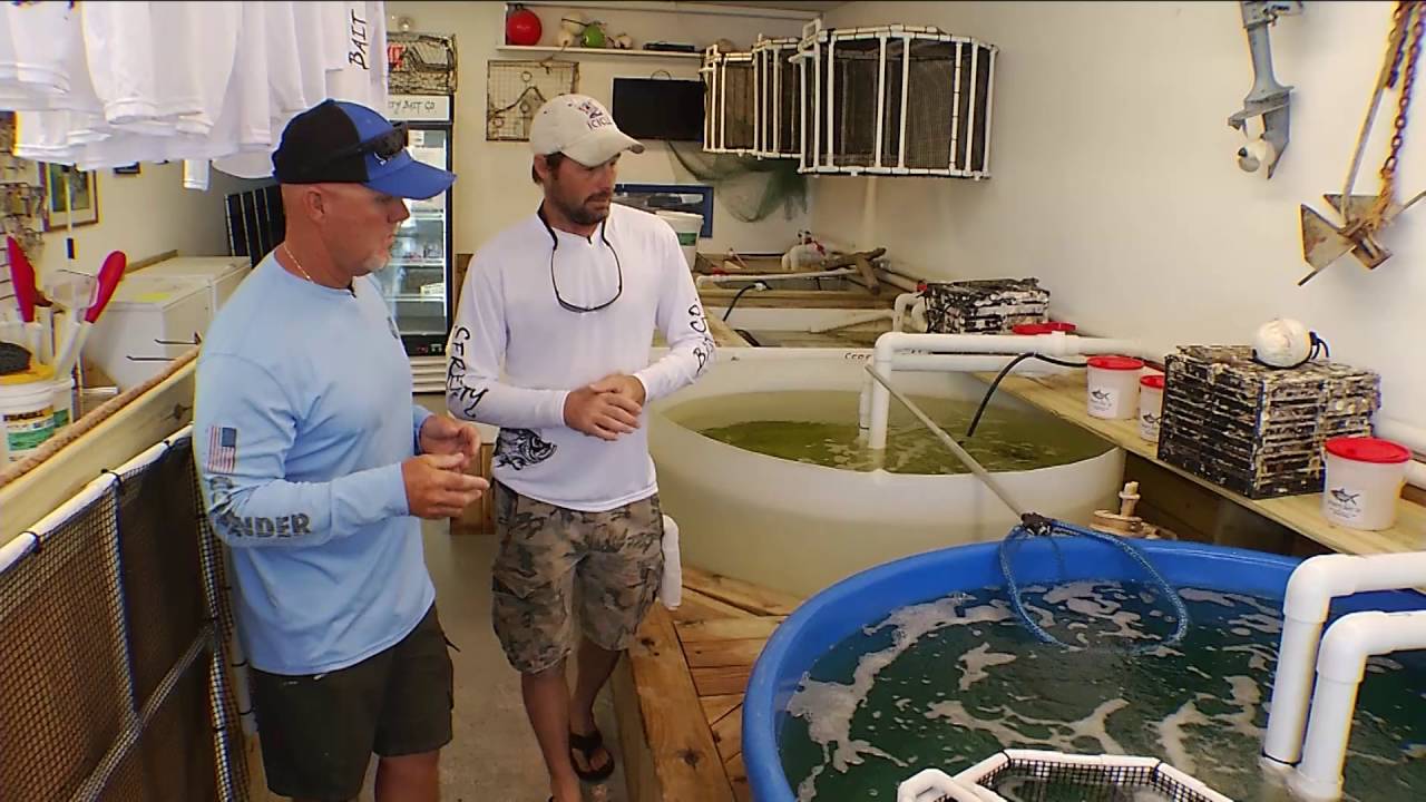 Serenity Bait Company- Bait 2016 | Chevy Florida Insider Fishing Report - Season 12, Episode 7