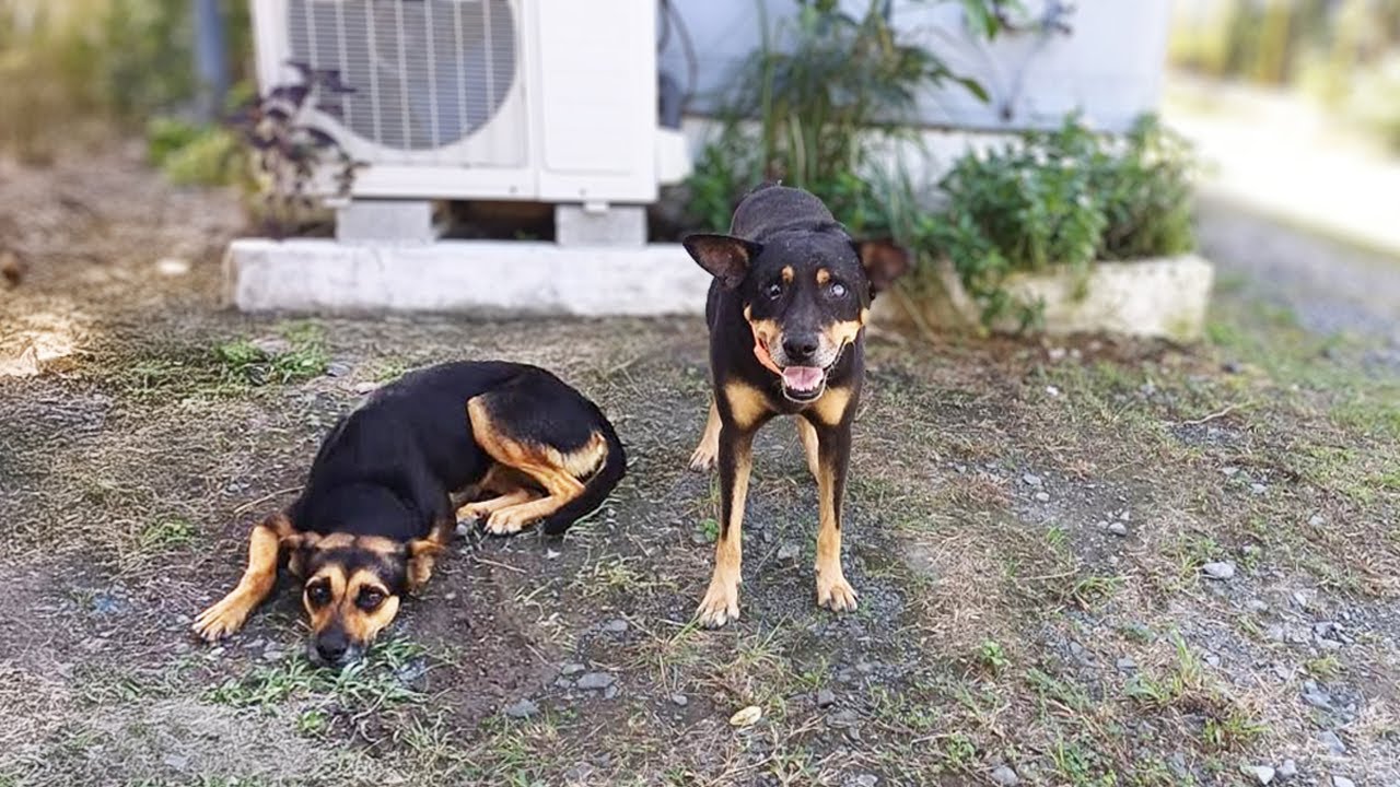 Frightened Blind Dog Begs to Save His Injured Mate Who Led Him Through Life