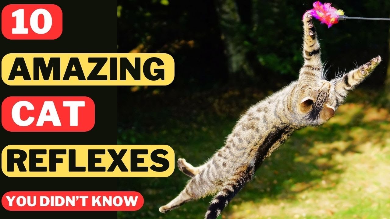 10 Mind-Blowing Facts About Cat Reflexes You Didn't Know []
