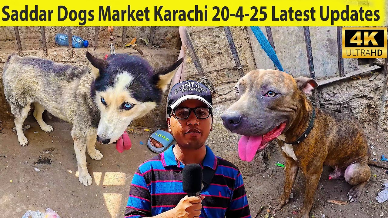 Saddar Exotic Dogs Market 20-4-25 Karachi | German Shepherd | Pit bull Dog | Siberian Husky Dog