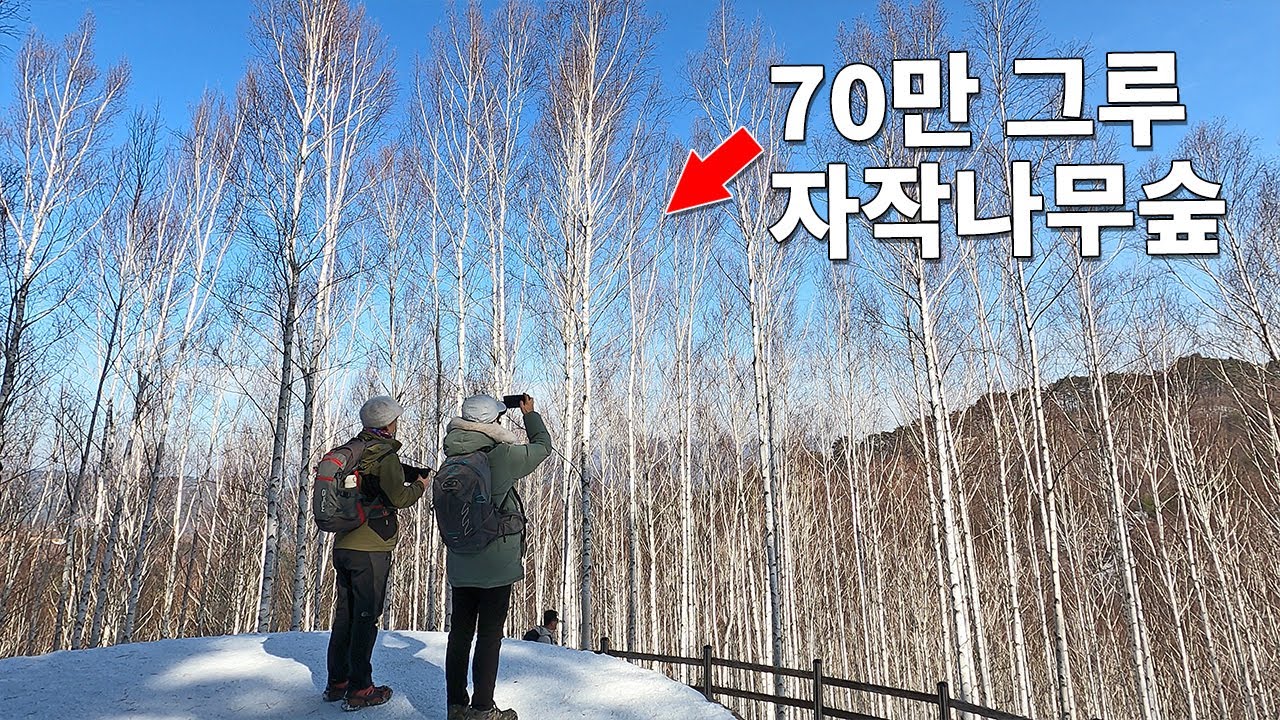 👀 자작나무가 무려 70만 그루 👍우리나라 최고의 자작나무숲 ⛺인제 속삭이는자작나무숲에서 힐링하기 좋아요