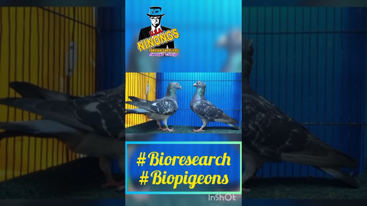 Imported purelines racing pigeons #Bioresearch #biopigeons