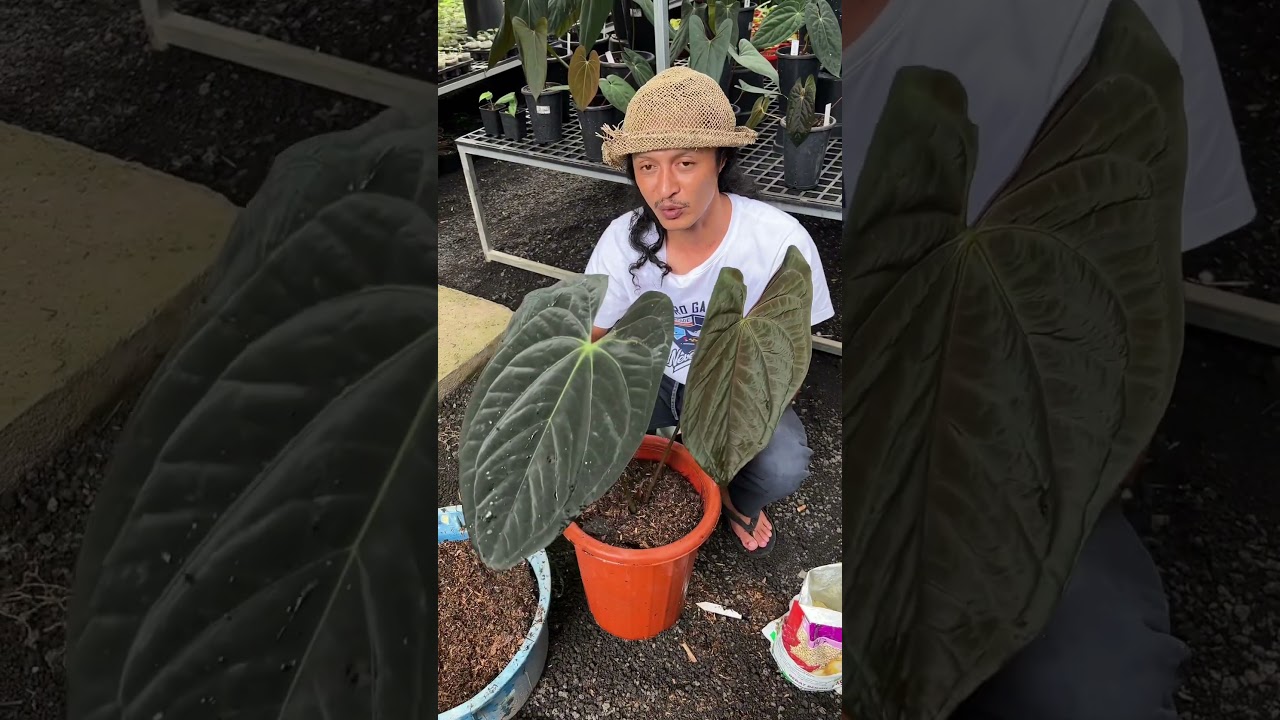 Propagasi anthurium / cuting anthurium #anthurium #plants  #anthuriumcare #plantpropagation