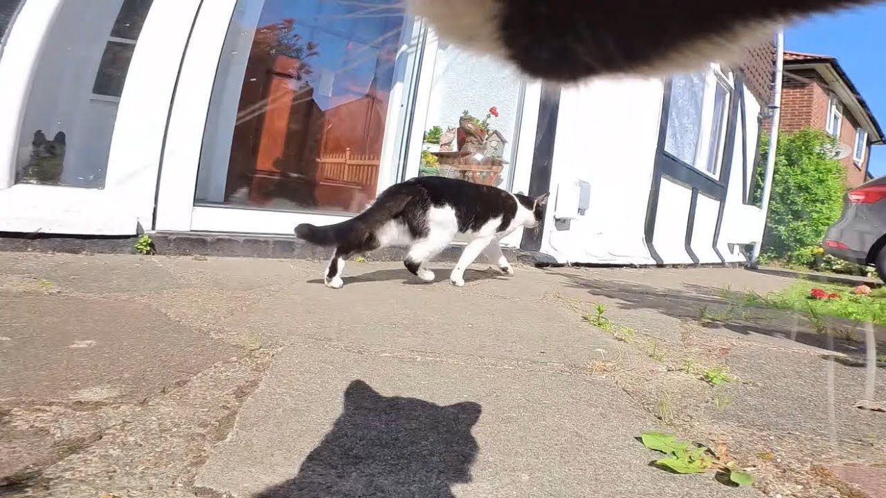 Cat wearing camera chases female cat