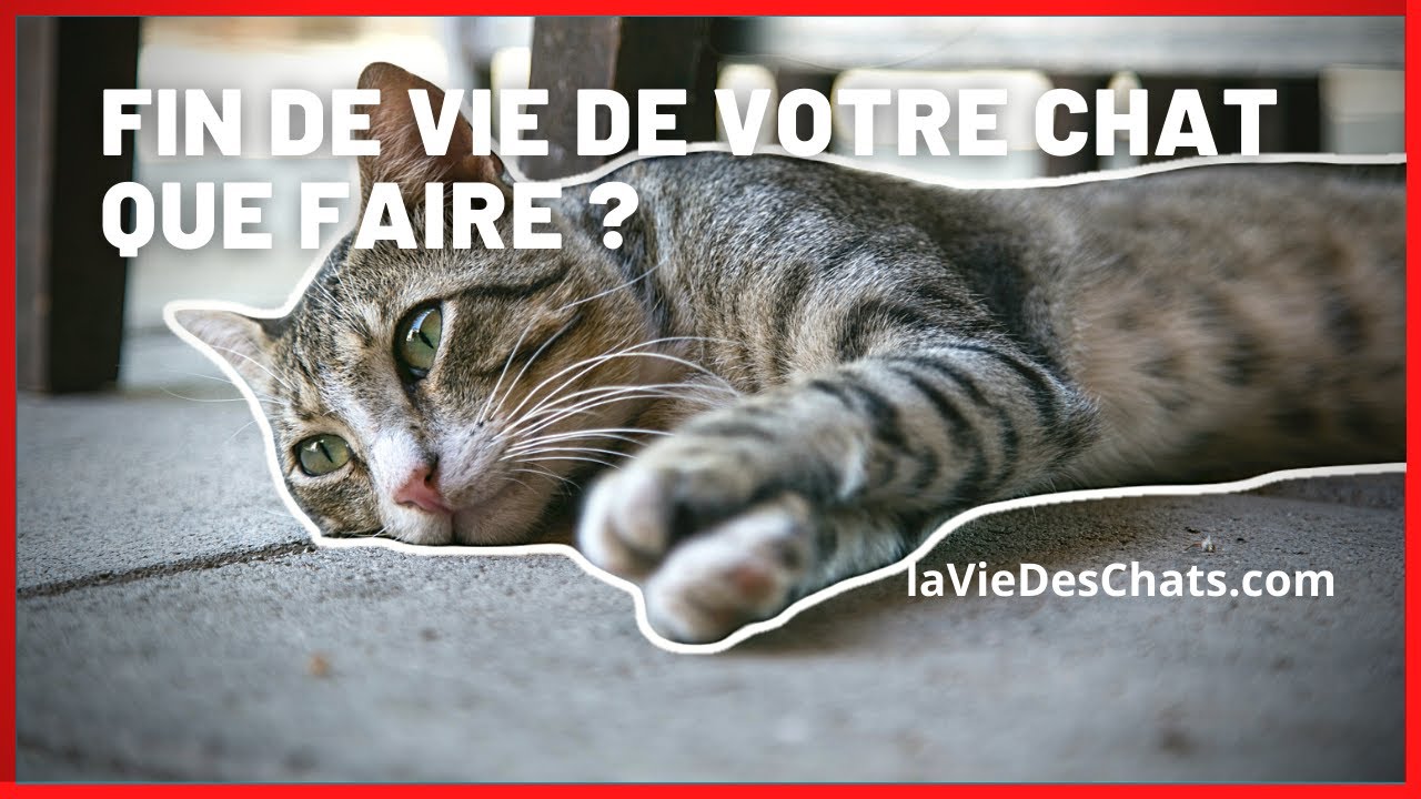 Que faire si votre chat est en fin de vie ? 😪