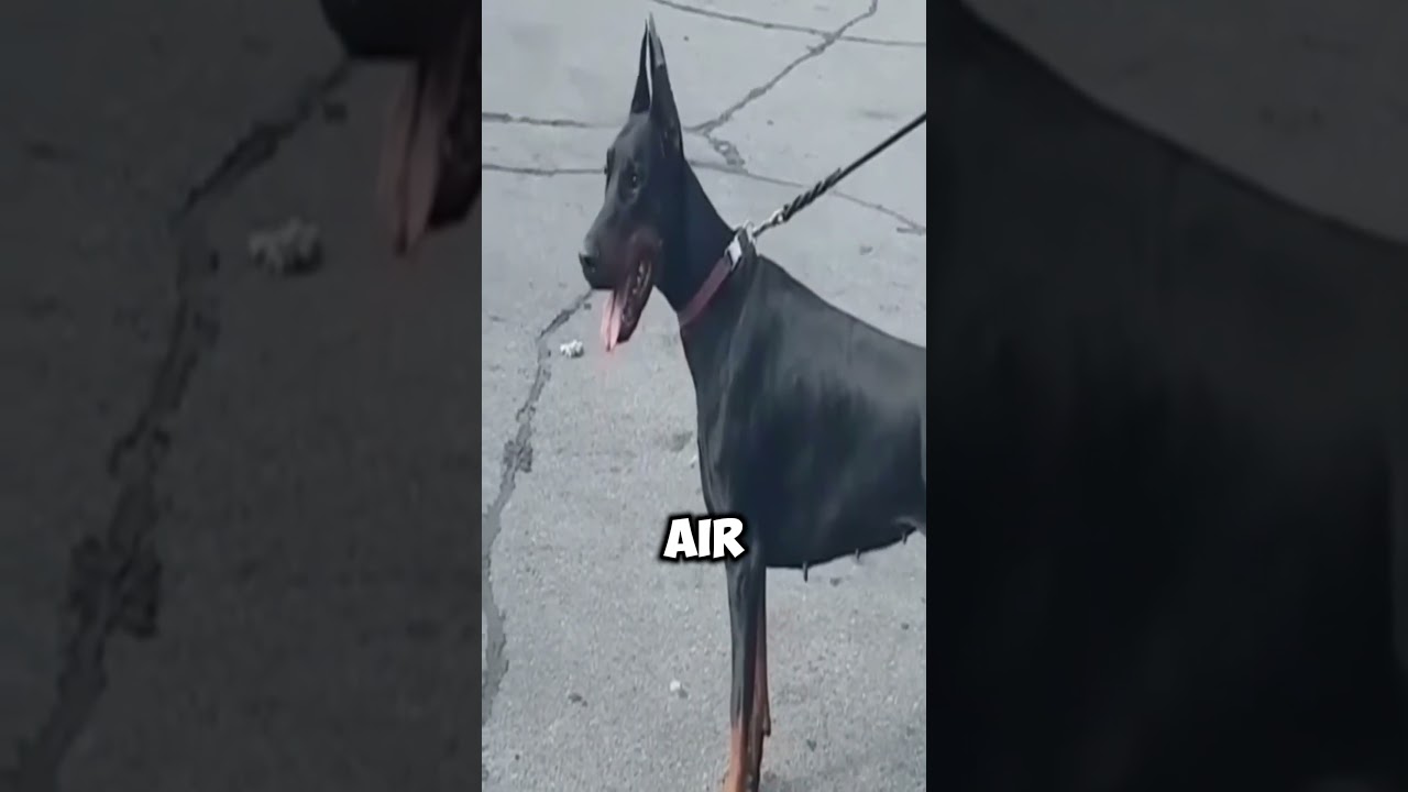 The Doberman ‘Freeze Move’ That Scares Predators Instantly