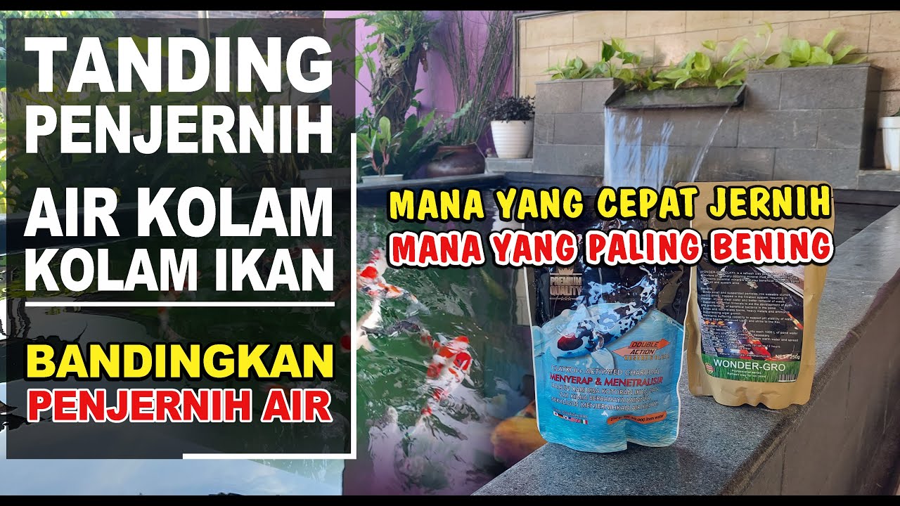 TANDING PENJERNIH AIR KOLAM IKAN‼️Mana Yang Paling Jernih❓️