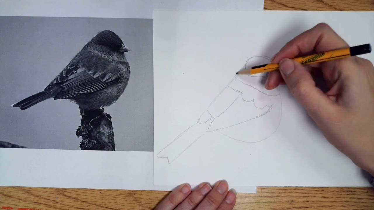 4 AUDUBON BIRD DRAW