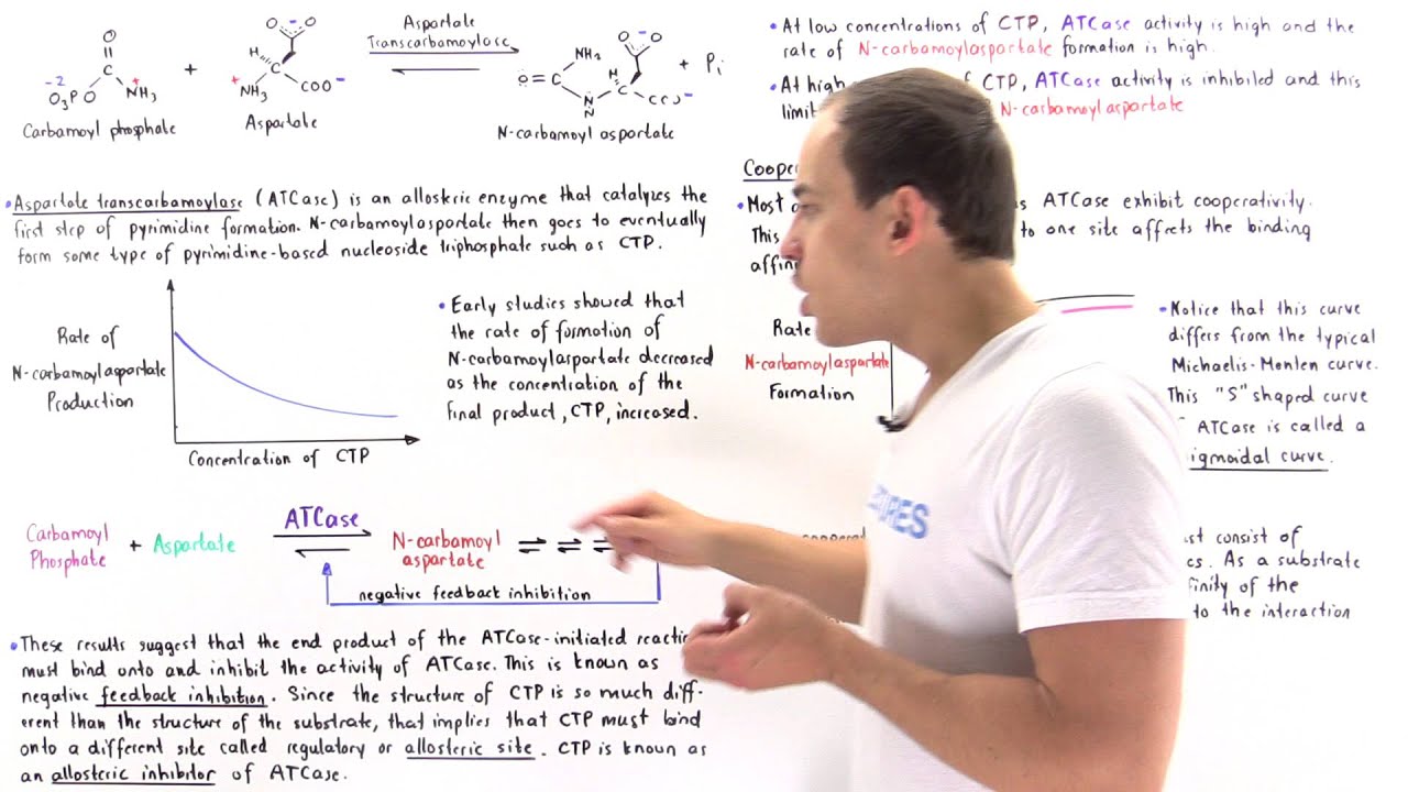 ATCase Allosteric Regulation