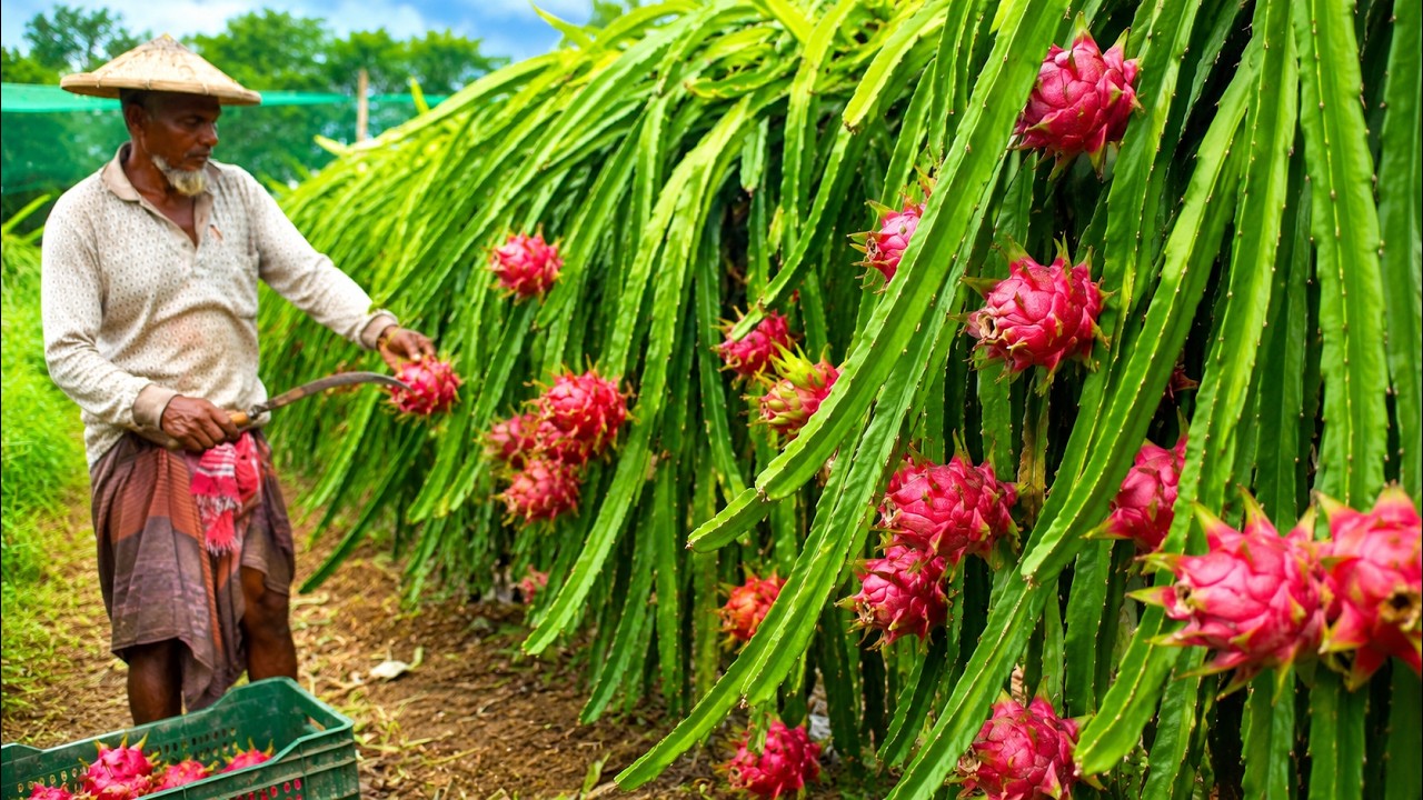 Massive Dragon Fruit Harvesting Process | Farm to Market Journey