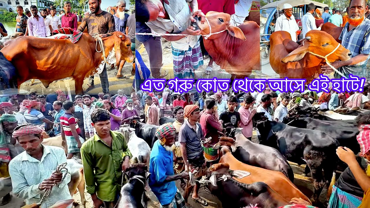 বাংলাদেশের সেরা শুক্রবারের হাট।খামার উপযোগী শাহীওয়ালও দেশি ষাঁড় গরুর আশ্চর্য দাম।কৃষকের কৃষি চিত্র