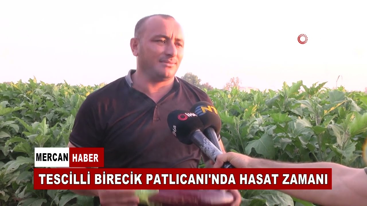 TESCİLLİ BİRECİK PATLICANI'NDA HASAT ZAMANI
