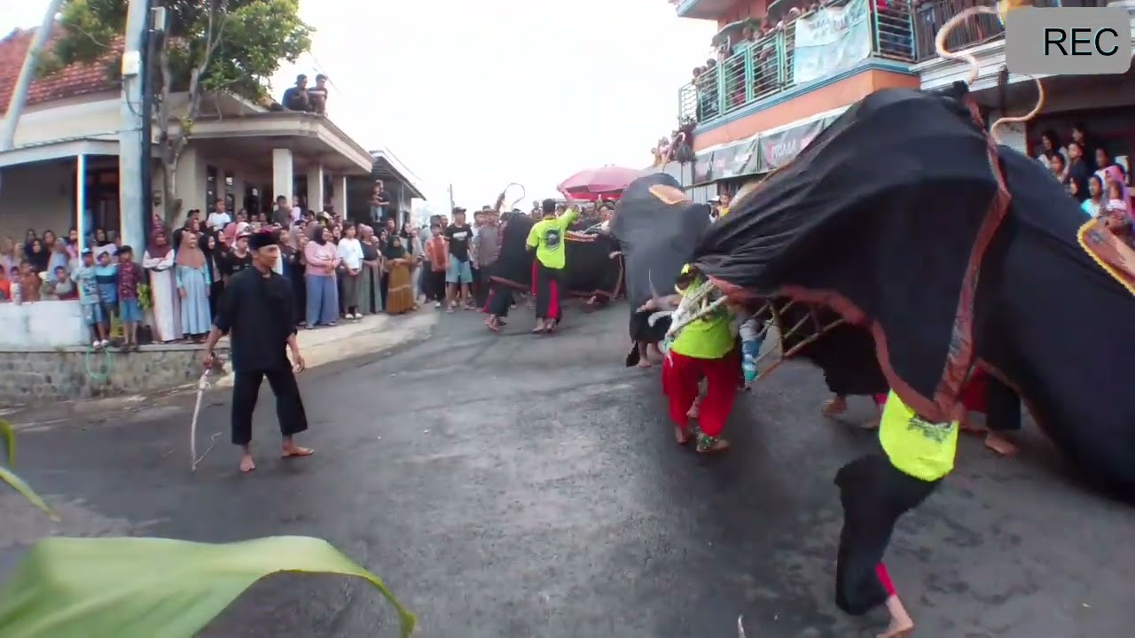 Lembu Akso Rejoh tunjukan aksi heroix .Mberot bolo ✌️