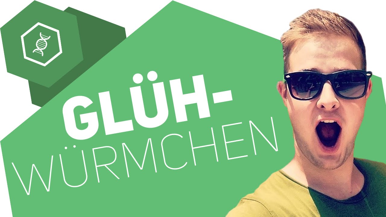 Biolumineszenz - Warum leuchten Gl&uuml;hw&uuml;rmchen?