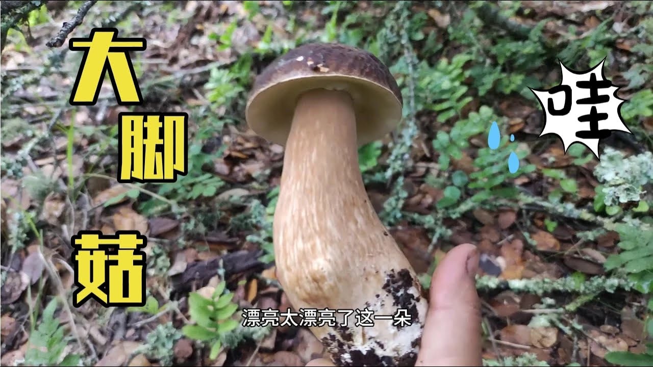 前几天养的大脚菇今天去一看哇长大了，满满的收获呀！#采蘑菇 #野生菌 #捡蘑菇 #蘑菇 #菌子 #捡菌子 #菌子的季节 #上山采蘑菇 #牛肝菌 #云南野生菌