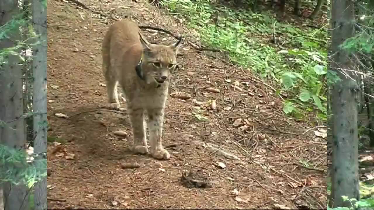 ESRI-Sommercamp im NP-Bayerischer Wald