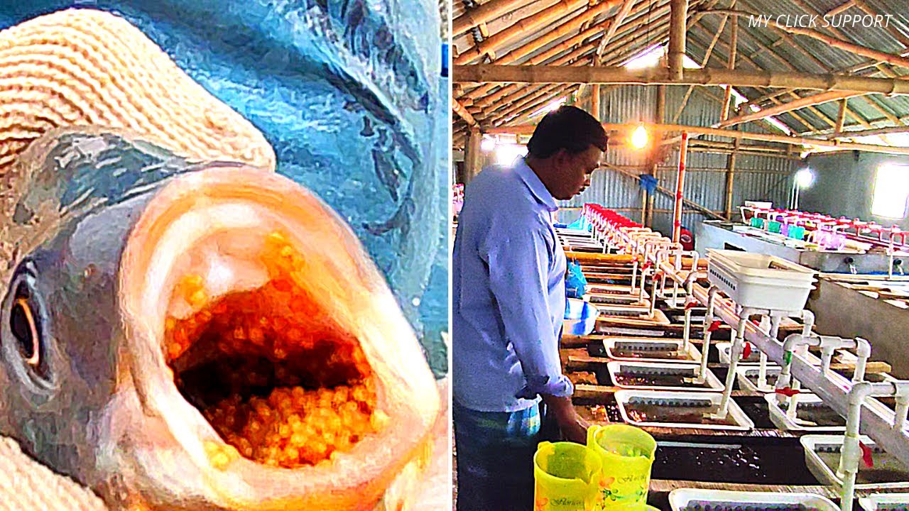 The Basics of Breeding Tilapia for Aquaponic Systems || Optimal conditions for breeding tilapia