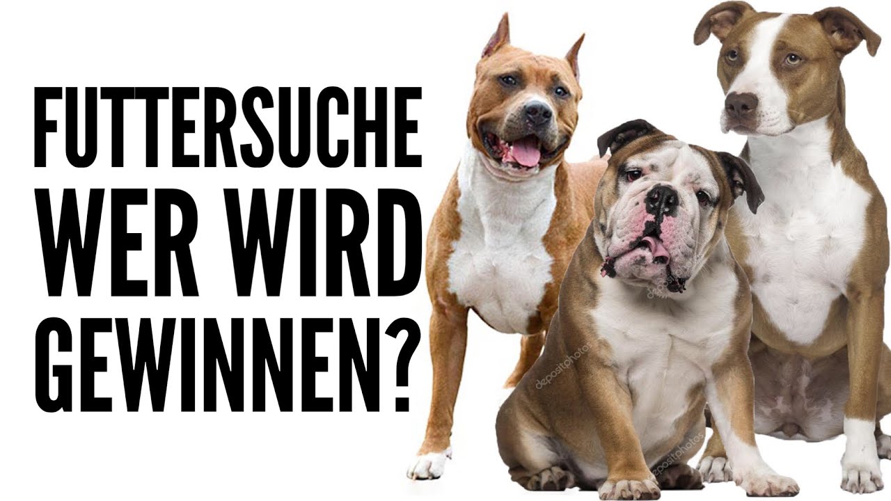 Futtersuche - Wer Gewinnt? APBT /  AmSaff oder Old English Bulldog?